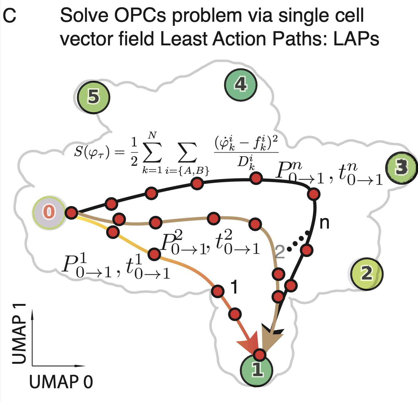 The optimal paths for hematopoietic transitions can be found by identifying the LAPs between the fixed points that correspond to each stable cell type.