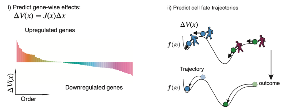 In silico genetic perturbation of the velocity vector field.